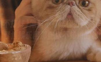 黑料不打烊官方网站最新地址，聚焦娱乐圈那些你不知道的秘密！